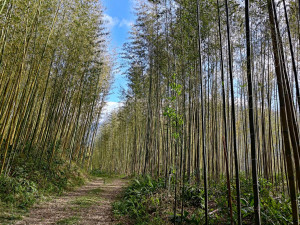 雜亂的竹林變得煥然一新，翠綠的新竹在陽光的映照下搖曳生姿。