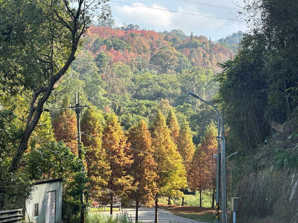 東勢林場入口處就可以欣賞到變葉木點綴山林的美景。（圖/記者賴淑禎攝）