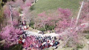 國際扶輪3502地區舉辦「2025拉拉山新春櫻花茶會」圓滿落幕。
