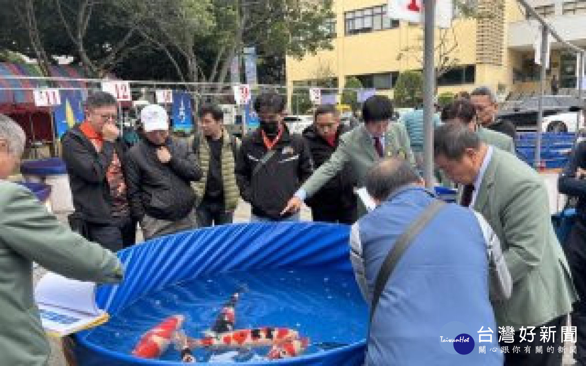 桃園市錦鯉研究協會將在元宵假期2月15、16日舉行「元宵節錦鯉博覽品評會」。