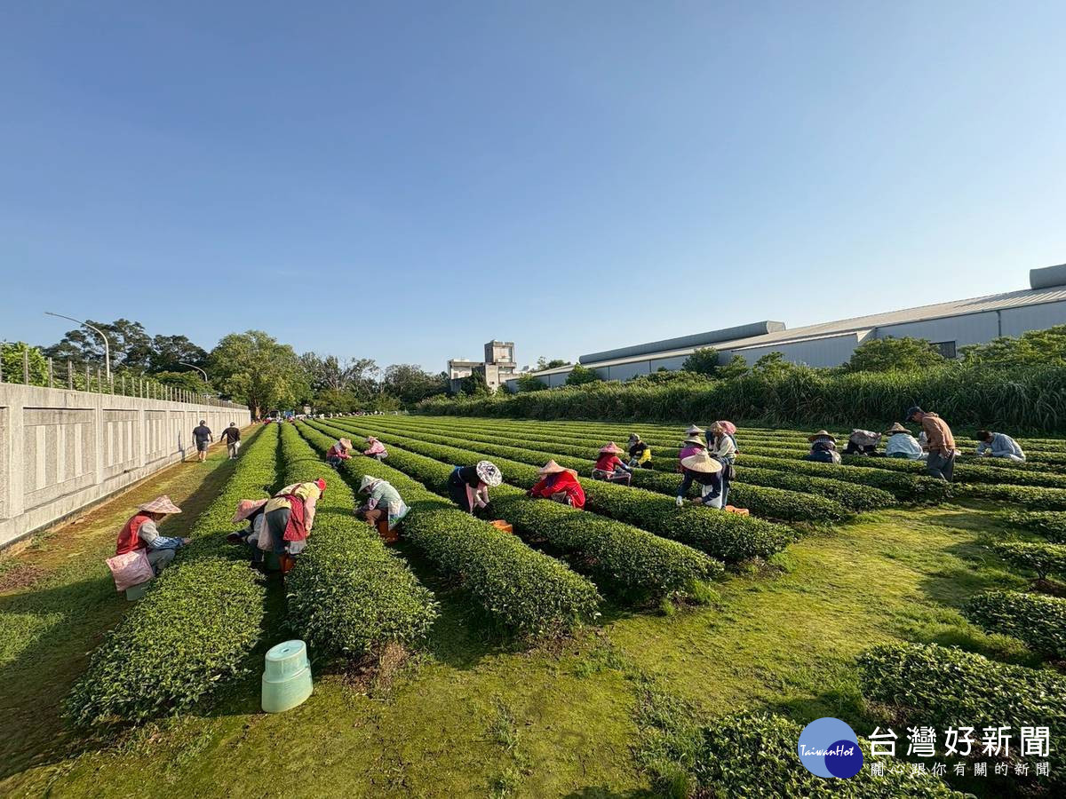 桃園市東方美人茶製茶技術競賽於福爾摩沙製茶廠登場，共計40位選手參賽。