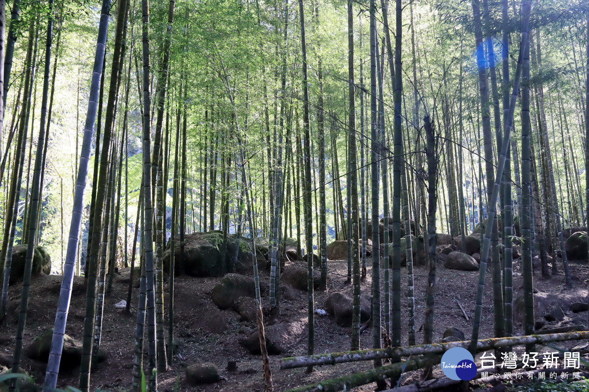 南投縣竹林面積廣且種植久遠。（記者扶小萍攝）