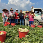 ▲清明節過後，高雄美濃瓜和西瓜陸續登場。