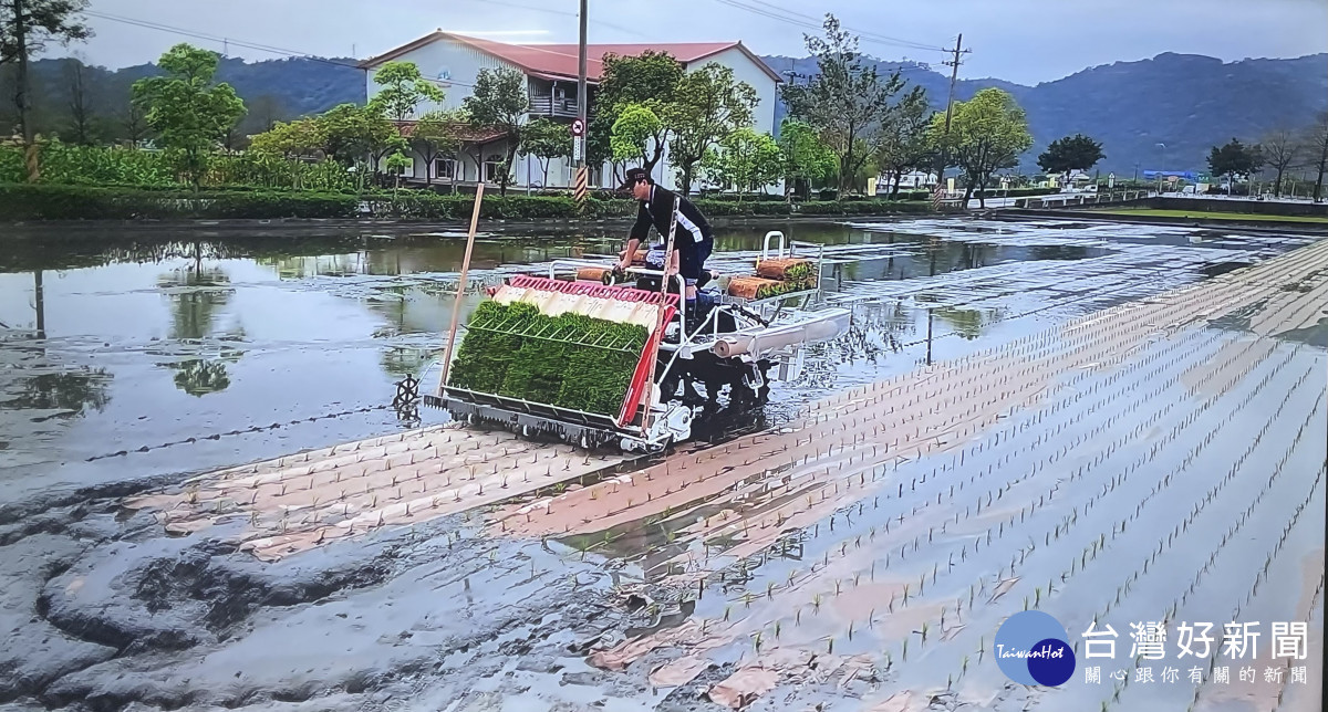 水稻田插秧時鋪設環保抑草紙。
