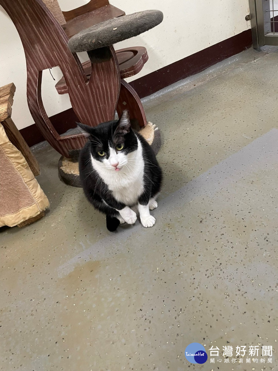 桃市動物保護教育園區認養動物健康照護福利升級。