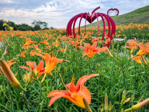 賞金針花、向日葵不必跑花東！后里環保公園花海掀起賞花熱潮