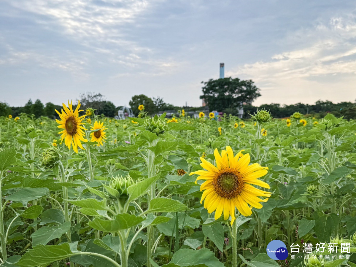 后里環保公園種植1.2公頃的金色向日葵花田