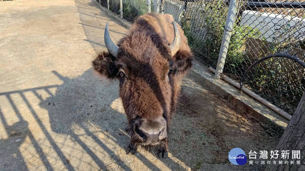 六福村動物園本次借殖展壽山動物園四位新夥伴，包含一隻美洲野牛「阿梅」。