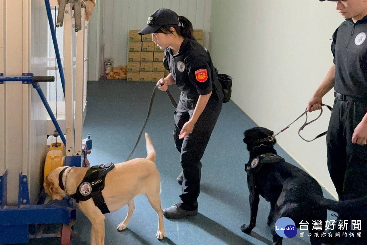 確保2025雙北世界壯年運動會賽事場館安全，蘆竹警分局、警犬隊攜拉布拉多警犬強化反恐安檢。<br />
