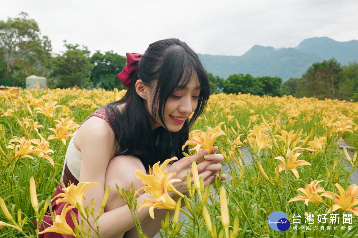 台七線繡球花金針花盛開，「桃園好農」形象代言人嘎琳力推農遊趣。