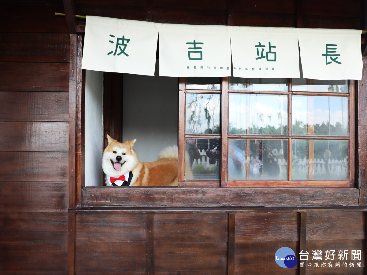 鹿麻產車站歷經多次整修，如今重新開放，協會特別邀請秋田犬「波吉」擔任實習站長／林詩涵翻攝
