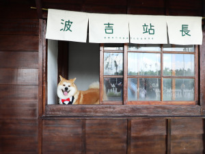 鹿麻產車站歷經多次整修，如今重新開放，協會特別邀請秋田犬「波吉」擔任實習站長／林詩涵翻攝
