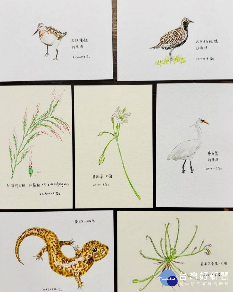 桃園市副市長蘇俊賓手繪生態插圖向志工致敬。<br />
