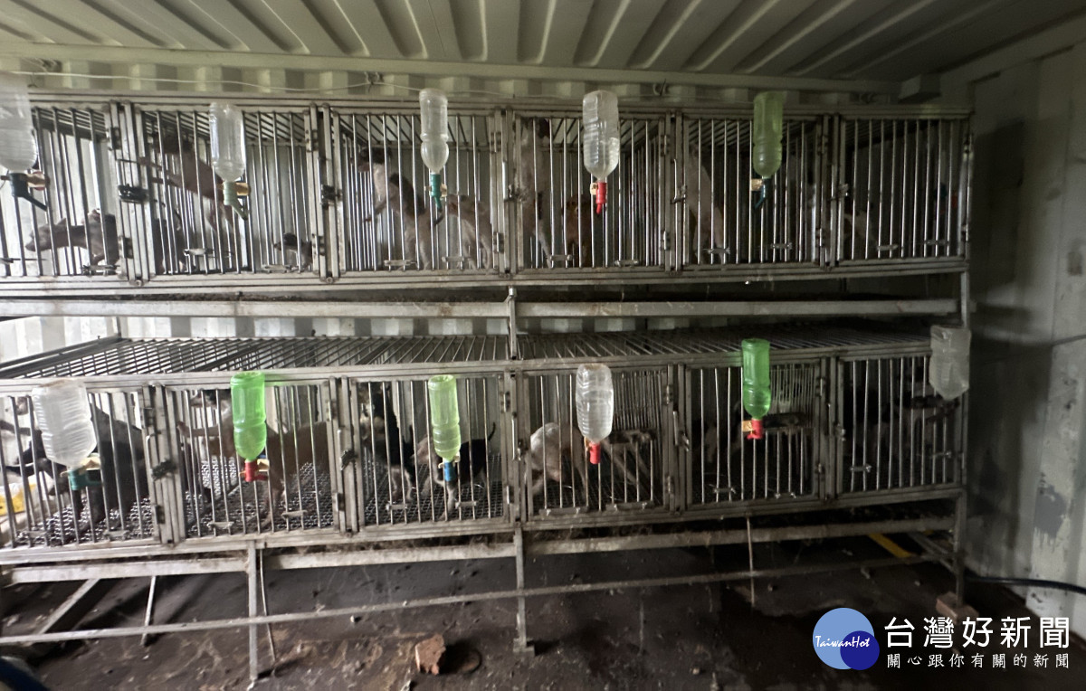發現大量聲帶被割除犬隻。