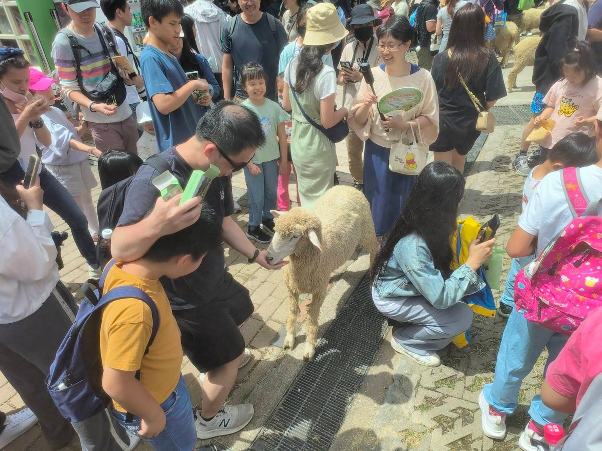 遊客除悠遊青青草原外，更與可愛的綿羊近距離互動。（圖/清境農場提供）