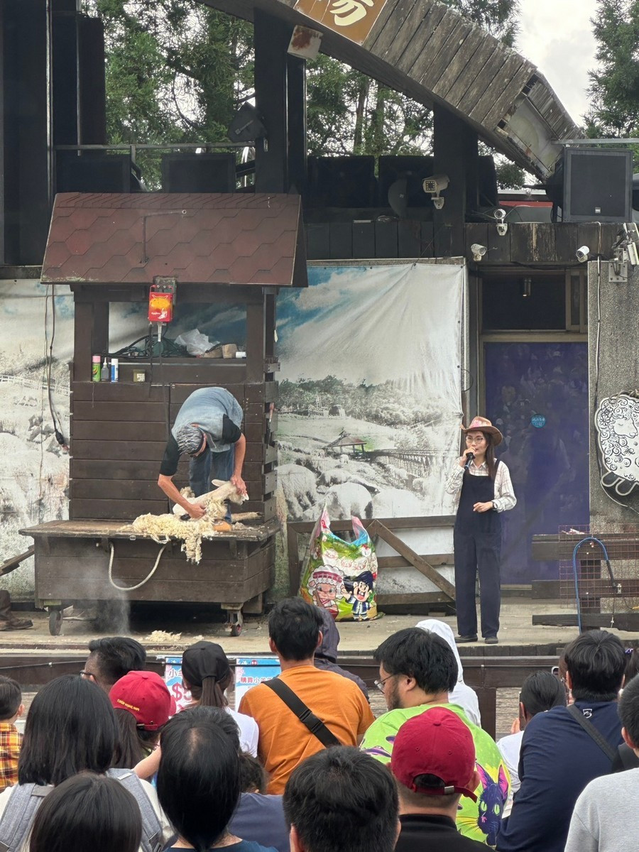清境農場剪羊毛秀。（圖/清境農場提供）