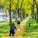 阿勃勒每年夏季5至8月為嘉義市披上一層金黃外衣／嘉義市府提供