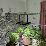 李嫌利用嘉義市透天租屋處作為大麻株室內栽植場／警方提供