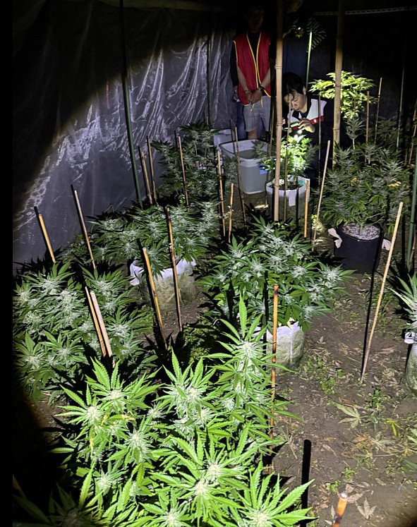 李嫌等大麻幼株成長後，再移植到嘉義縣中埔鄉偏僻山上等候收成／警方提供