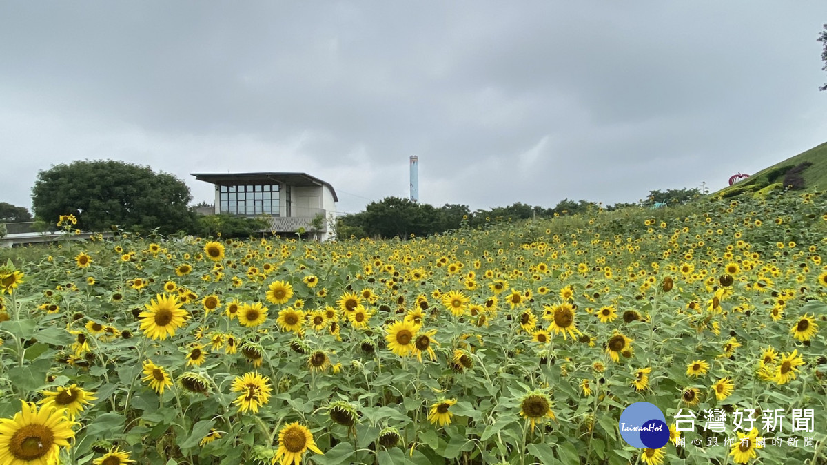 后里環保公園種植大面積向日葵，營造無邊際花海