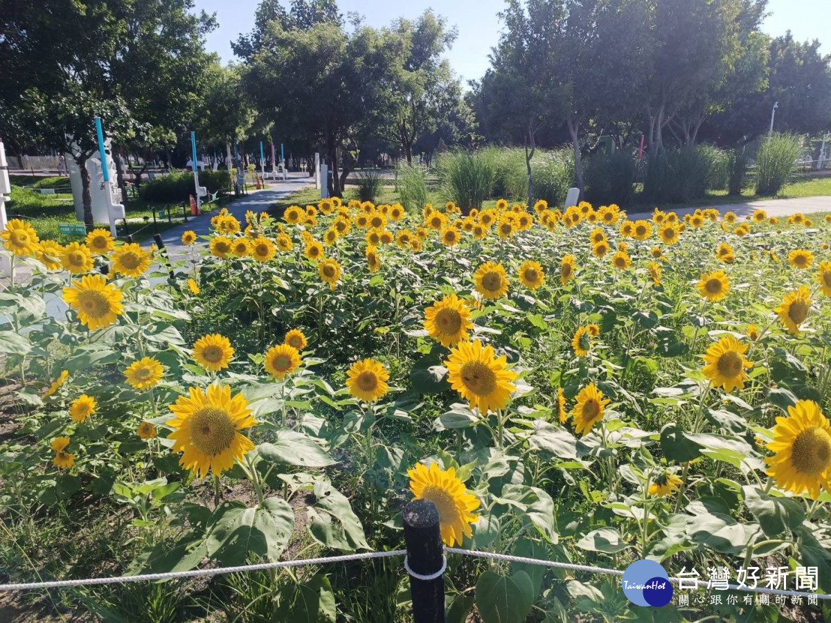 中央公園「向日葵花海」盛開！