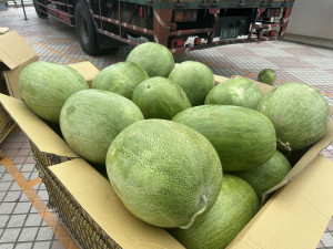 花蓮西瓜鮮甜多汁又安全。（記者扶小萍攝）