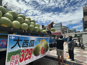 花蓮縣大西瓜跨越中央山脈到南投家樂福開賣。（記者扶小萍攝）