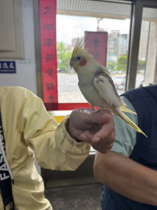 竹市走失鸚鵡，經警方與市民協助，順利返家。