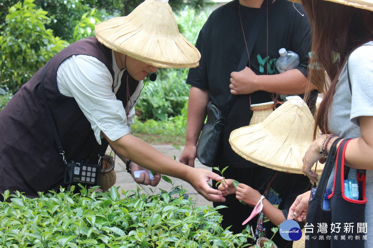 臺灣客家茶文化館結合採茶體驗，深入介紹客茶文化及產業。