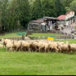 「牧羊犬上班儀式」將登場，歡迎大小朋友上山共襄盛舉，參與這場充滿故事與意義的夏季同樂會。（清境農場提供）