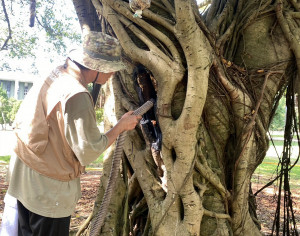 林海平博士在國泰榕樹洞前行「急救性收蜂搶救」任務