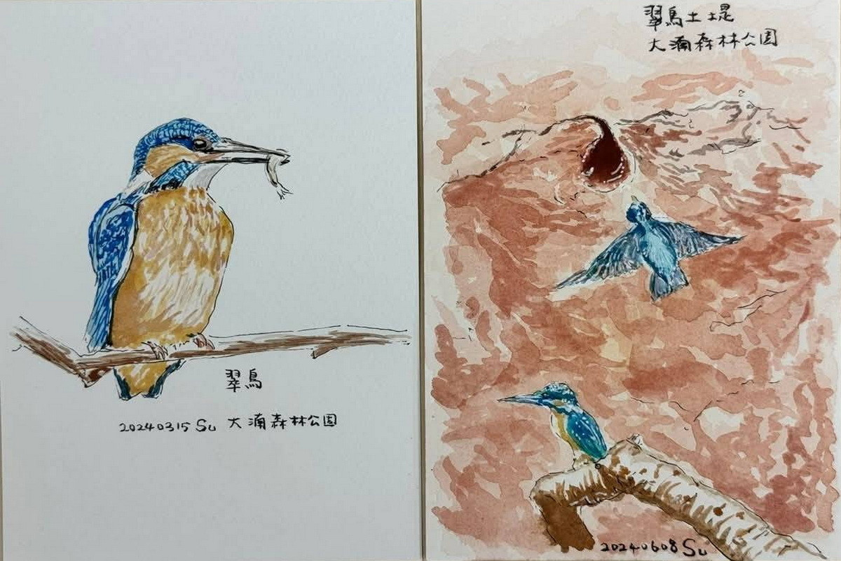 桃園市大湳森林公園的翠鳥復育計畫傳出捷報，桃園市副市長蘇俊賓小繪復育過程在臉書分享喜訊。<br />
