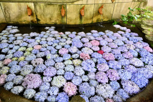 武陵農場以繽紛繡球花打造「花手水」景點。
