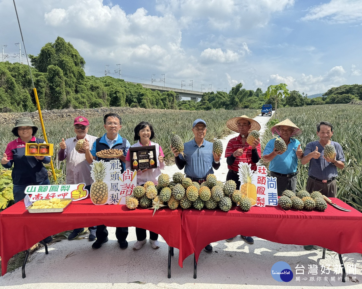 社頭鄉山腳路「土鳳梨」進入盛產期   口感多汁酸甜不打折