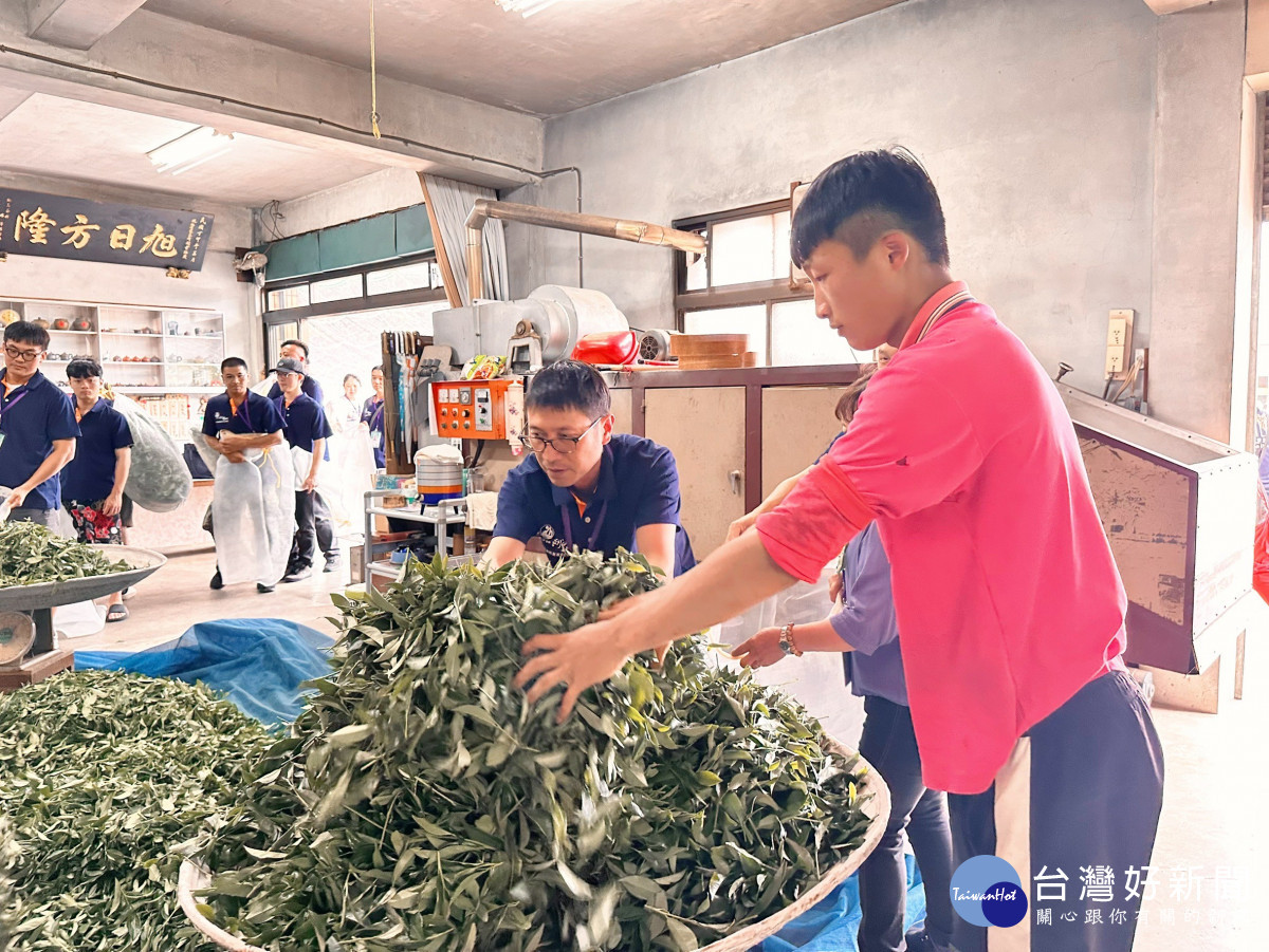 參賽者需全程手作，親自採摘並經日光與室內萎凋、攪拌、炒菁、揉捻、團揉與乾燥等完整工序／番路鄉農會提供