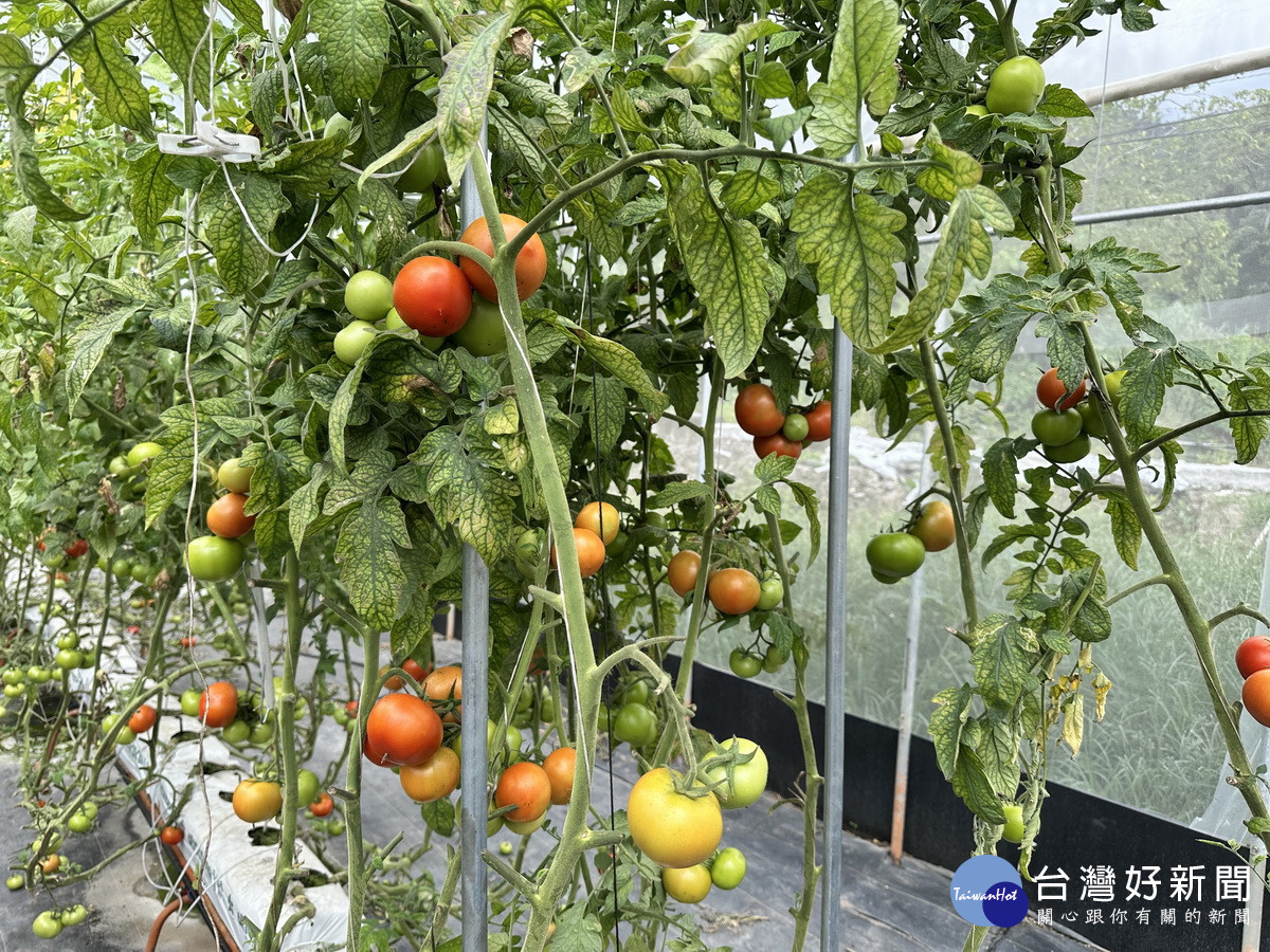 智慧化溫室種植讓牛番茄品質更優。（謝智宇提供）<br />

