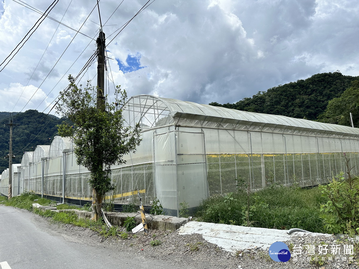 智慧化溫室種植確保作物更優化。（謝智宇提供）<br />

