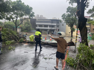 颱風天路樹倒塌，楊梅警冒雨協助排除。
