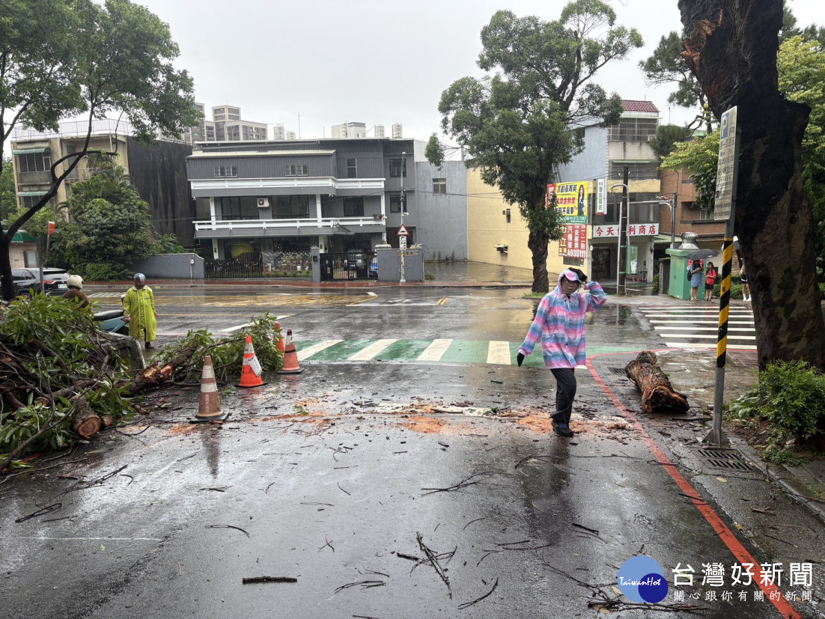 颱風天路樹倒塌，楊梅警冒雨協助排除。