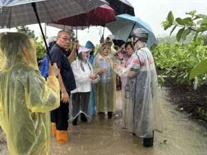 雲林縣長張麗善會勘古坑番石榴農損情形／翻攝照片