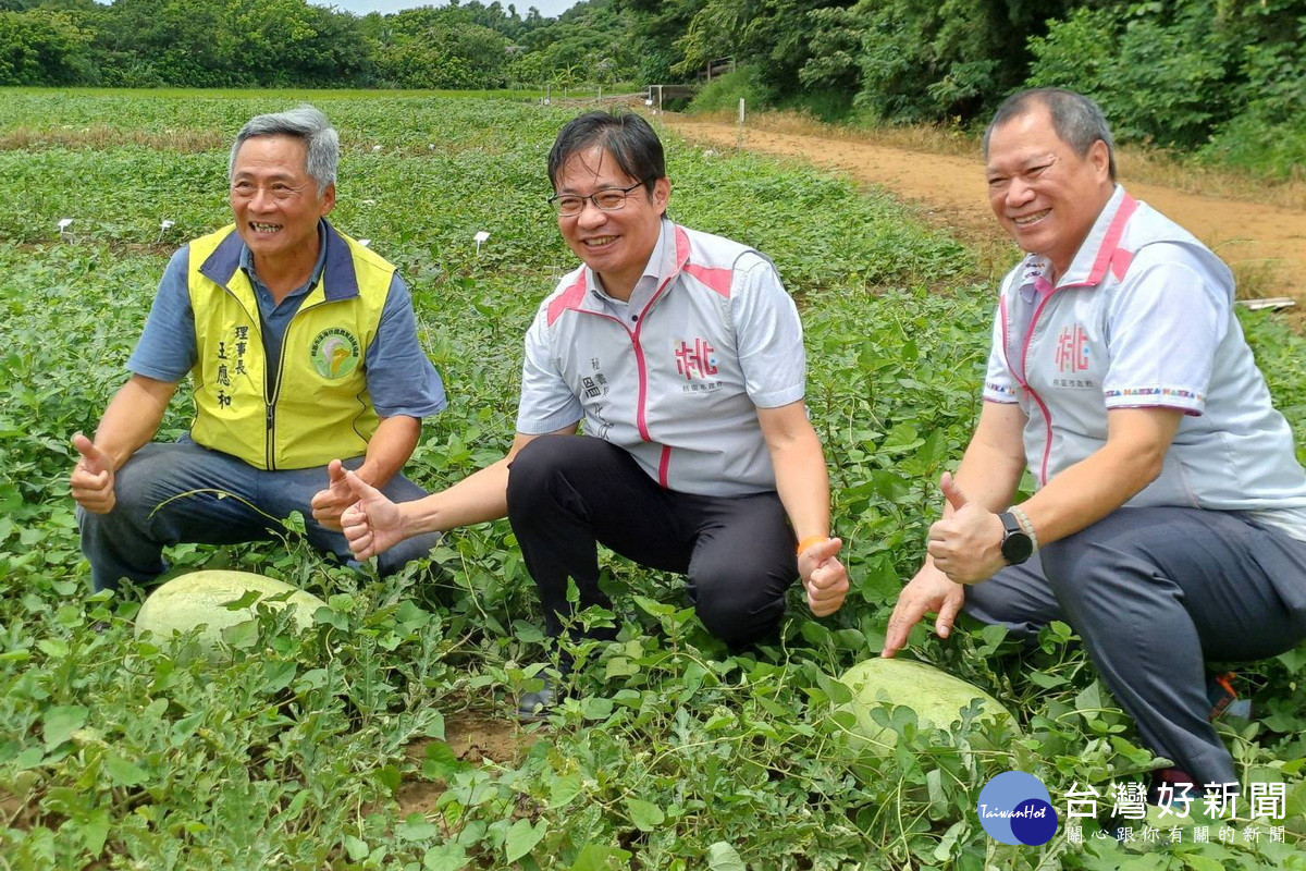 桃園市政府秘書長溫代欣下田體驗西瓜採收。<br />
