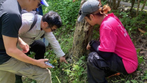褐根病防治。林重鎣