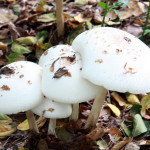 即便是看似無害的野生茹也千萬不要採來吃。（記者扶小萍攝）