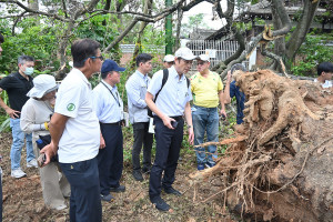 台、日樹木專家勘察嘉義公園倒塌樹木／陳致愷攝影