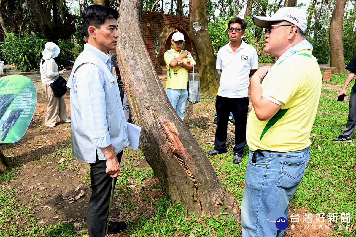 台灣樹木醫學學會常務理事曾檉銳建議應儘速移除腐朽、中空傾斜樹木／陳致愷攝影