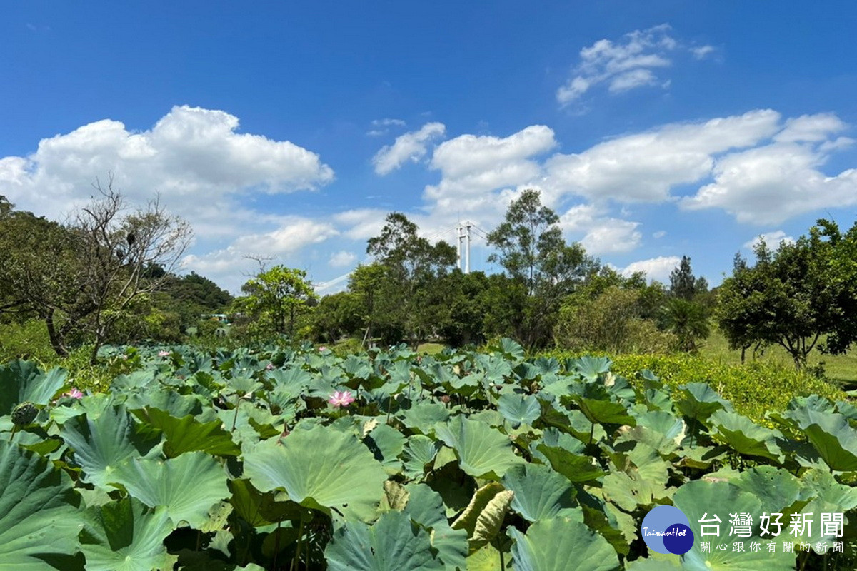 大漢溪山豬湖園區內荷葉展開部分花苞陸續形成，預計8月初進入盛開期。