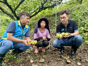 立法院副院長江啟臣前往台中東勢現勘甜柿農損情形。