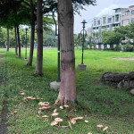 （圖／高雄市府工務局公園處）