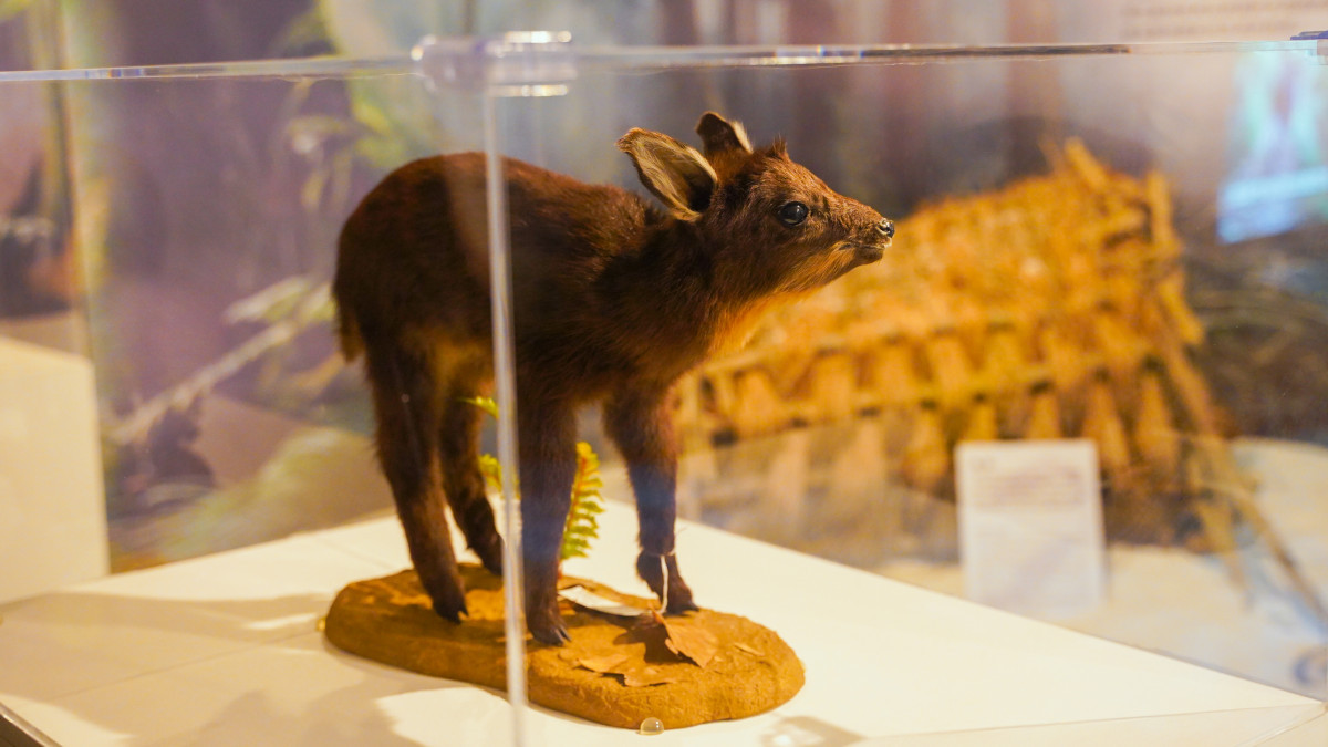 展覽與農業部生物多樣性研究所合作，以原生動物標本為媒介。（圖由世界宗教博物館提供）