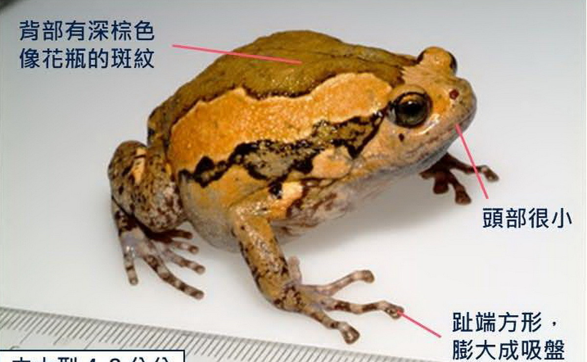 民眾如無法正確判斷，可打市話1999縣民服務專線通報。（縣府提供）
